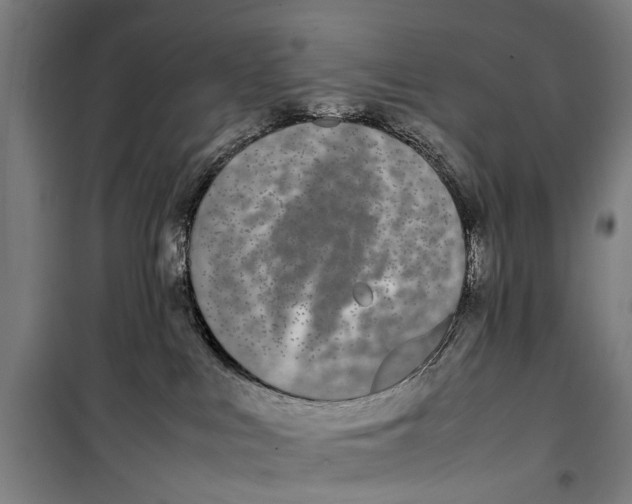 X0000099550043200806061527