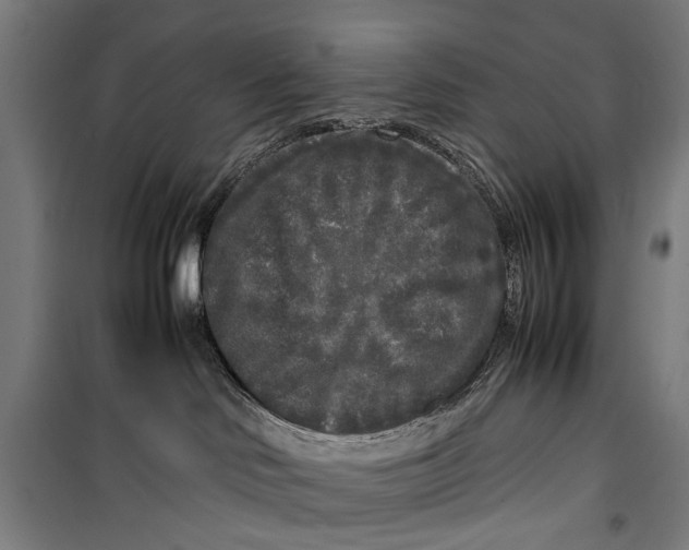 X0000099550046200806061527