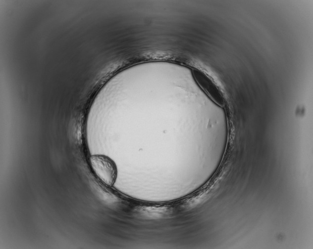 X0000099550065200806061526