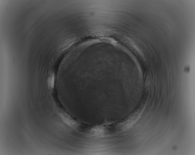 X0000099550076200806061526