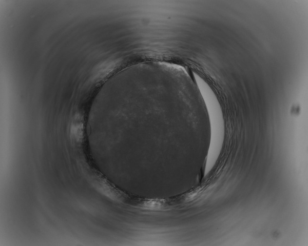 X0000099550080200806061526