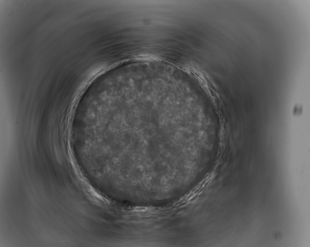 X0000099550145200806061525