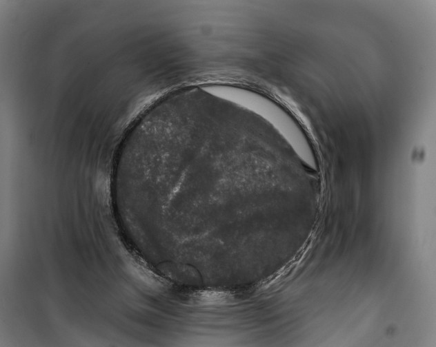 X0000099550154200806061525