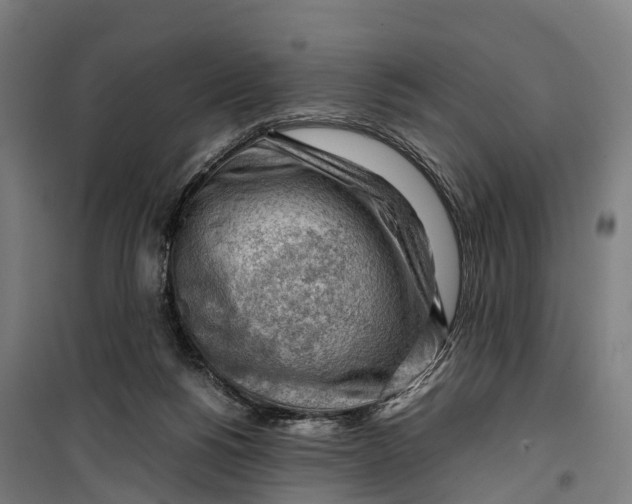 X0000099550168200806061525