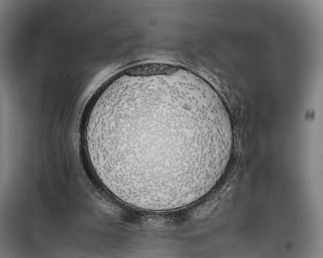 X0000099550199200806061525