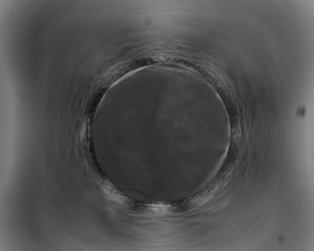 X0000099550233200806061524