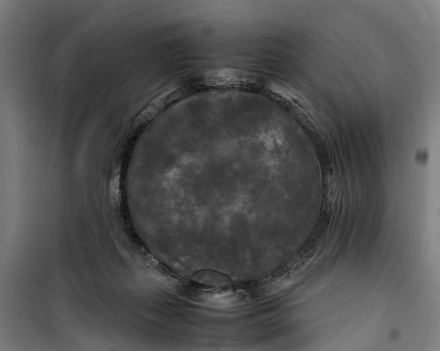 X0000099550267200806061524