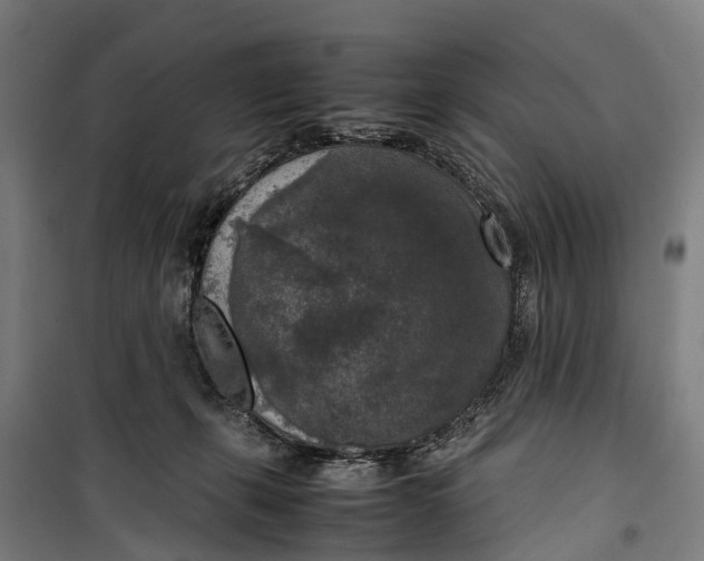 X0000099550271200806061524