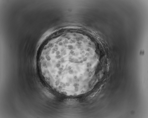 X0000099550296200806061523