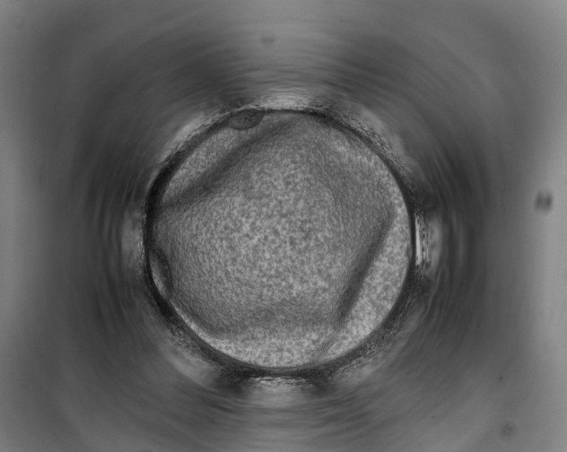 X0000099550300200806061523