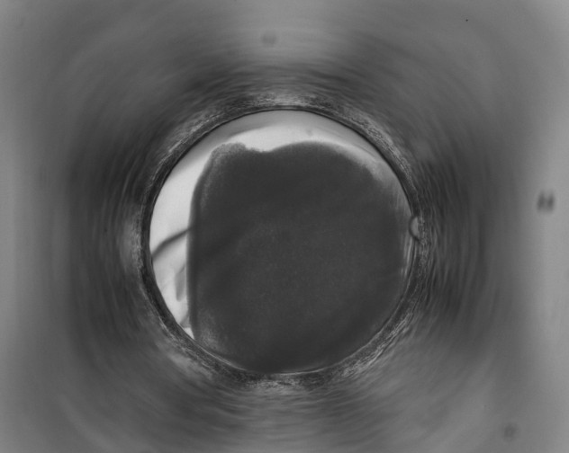 X0000099550386200806061521