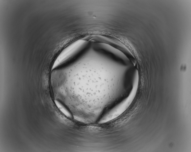 X0000099550393200806061521