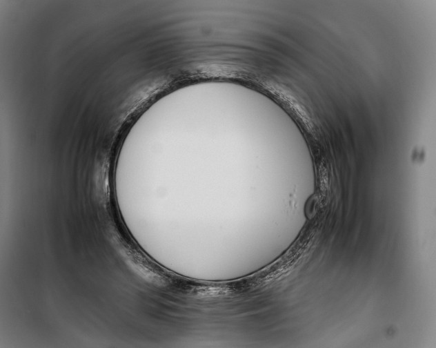 X0000099550398200806061521