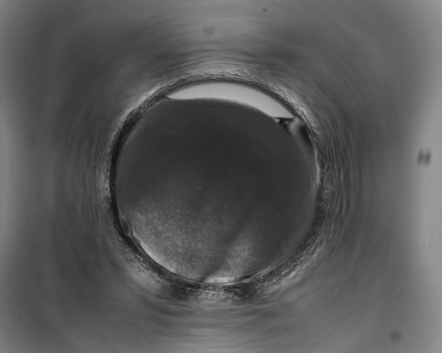 X0000099550399200806061521