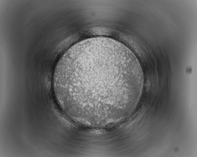 X0000099550402200806061521