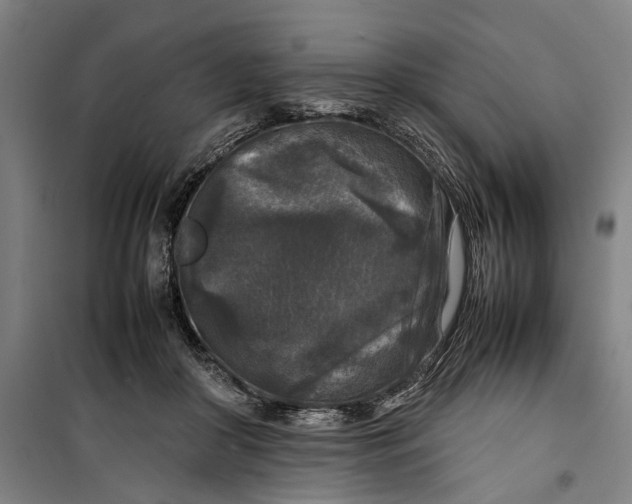 X0000099550410200806061521