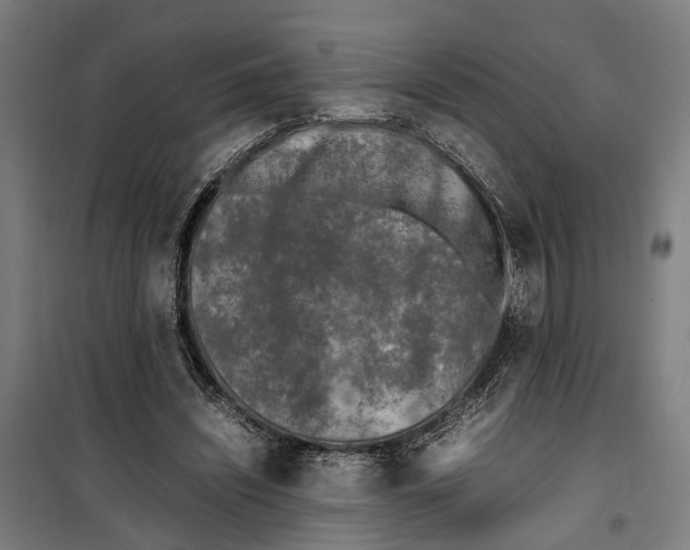 X0000099550444200806061520