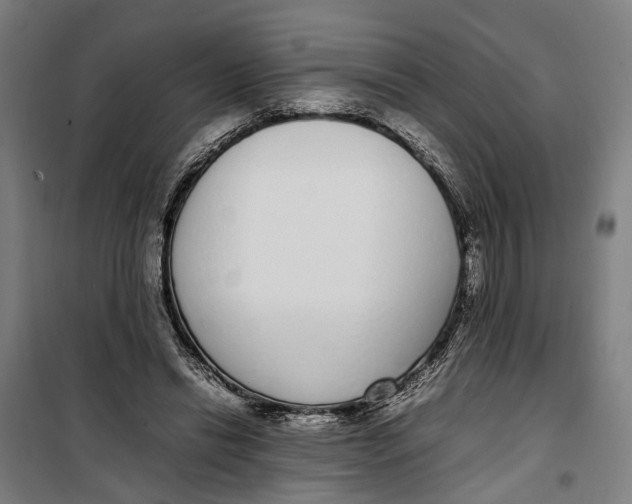 X0000099550446200806061520