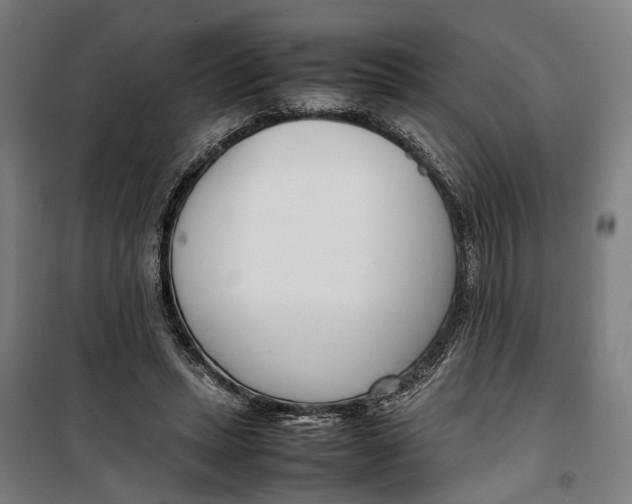 X0000099550447200806061520