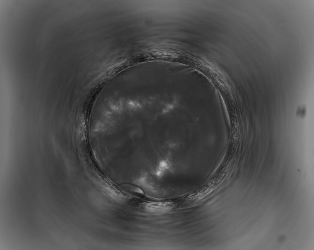 X0000099550465200806061520