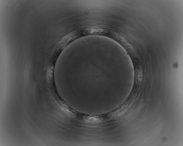 X0000099550475200806061521