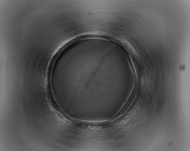 X0000099550484200806061520