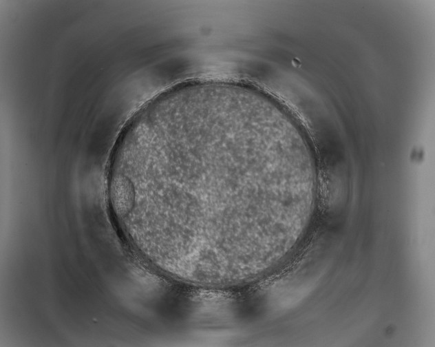 X0000099550487200806061520