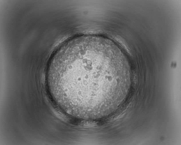 X0000099550491200806061520