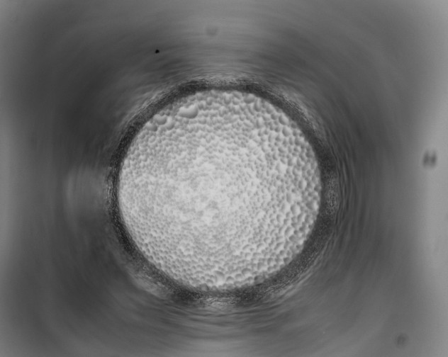 X0000099550495200806061520