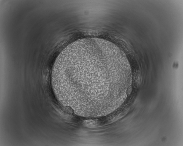 X0000099550511200806061520