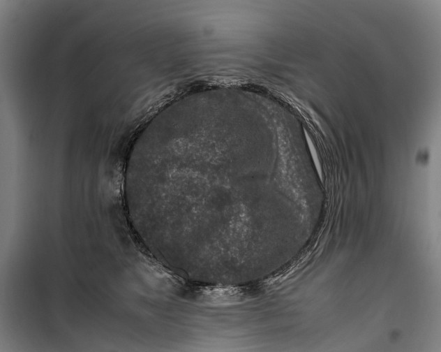 X0000099550517200806061519