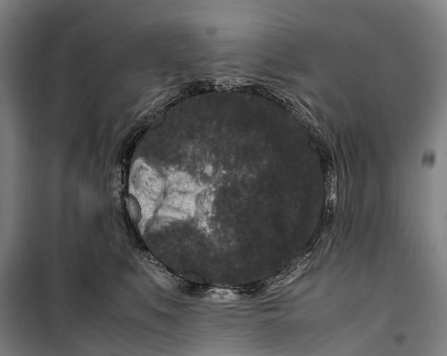 X0000099550519200806061519