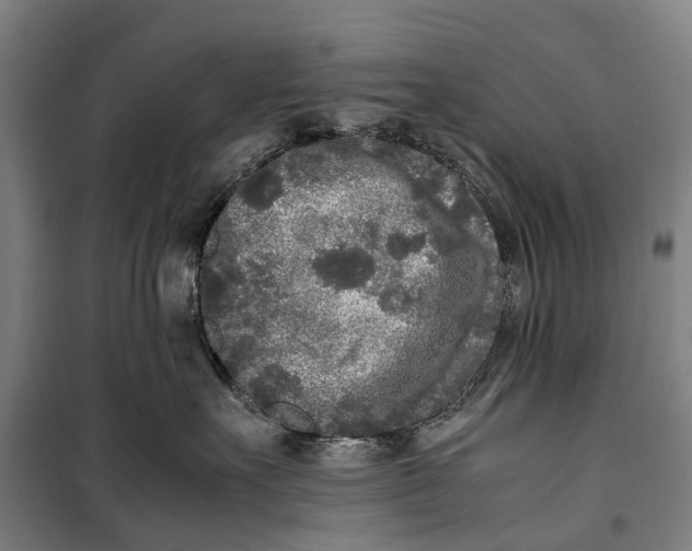 X0000099550527200806061519