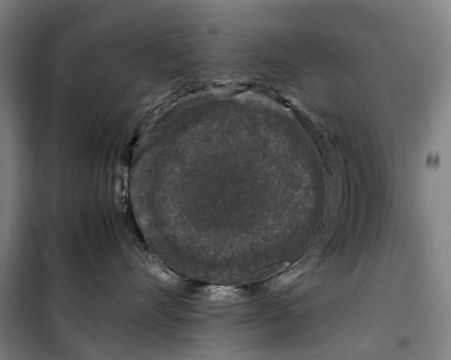 X0000099550528200806061519