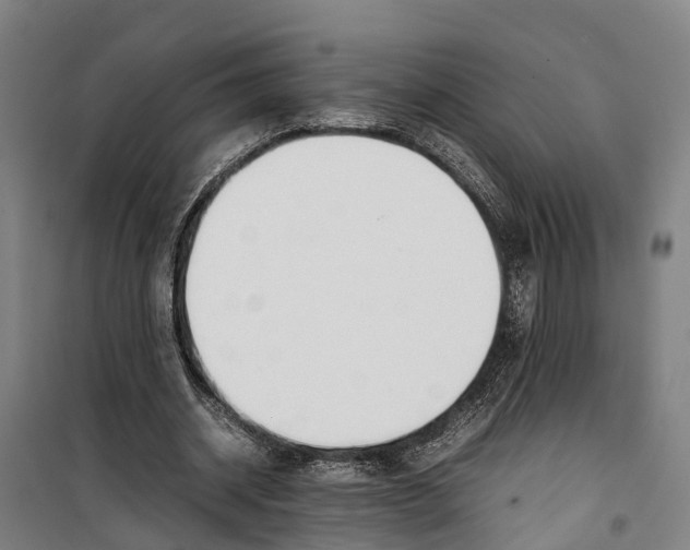 X0000099550534200806061519