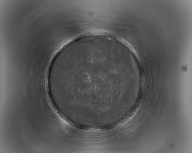 X0000099550581200806061519