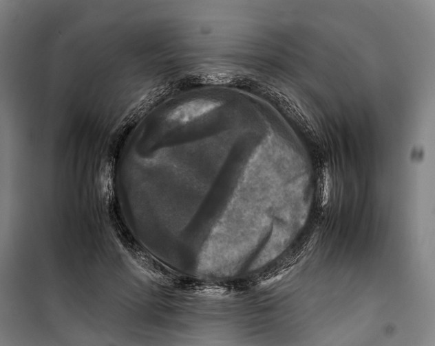 X0000099550598200806061518