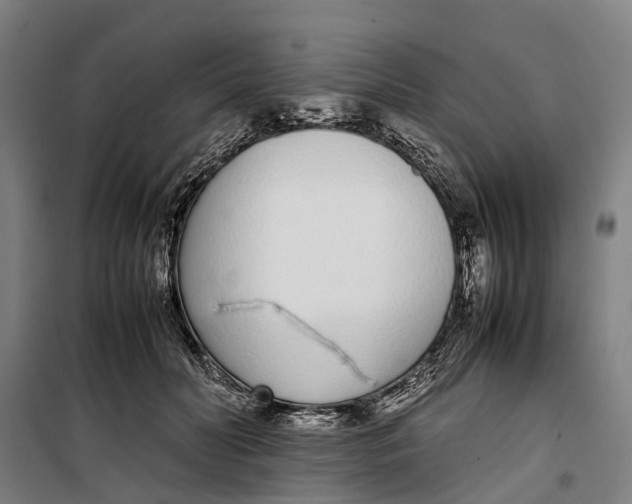 X0000099550606200806061518