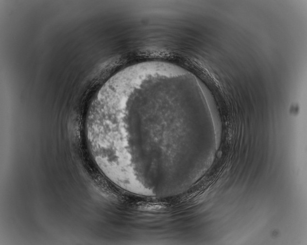 X0000099550643200806061517