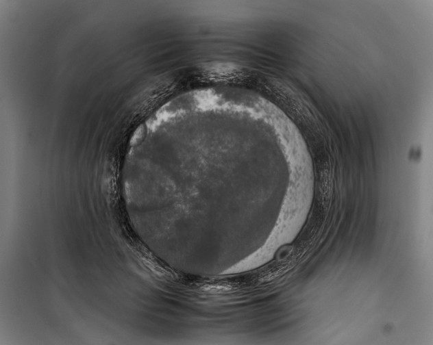 X0000099550653200806061518