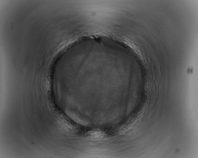 X0000099550689200806061517