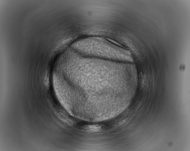 X0000099550692200806061517