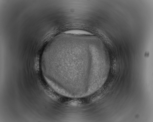 X0000099550696200806061517