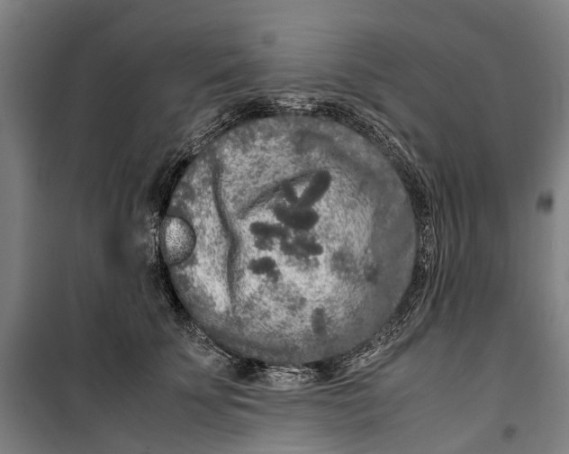 X0000099550707200806061517