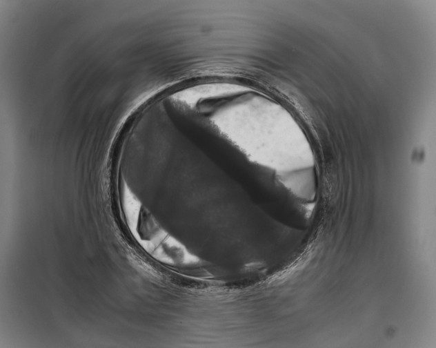 X0000099550779200806061516