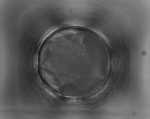 X0000099550790200806061515