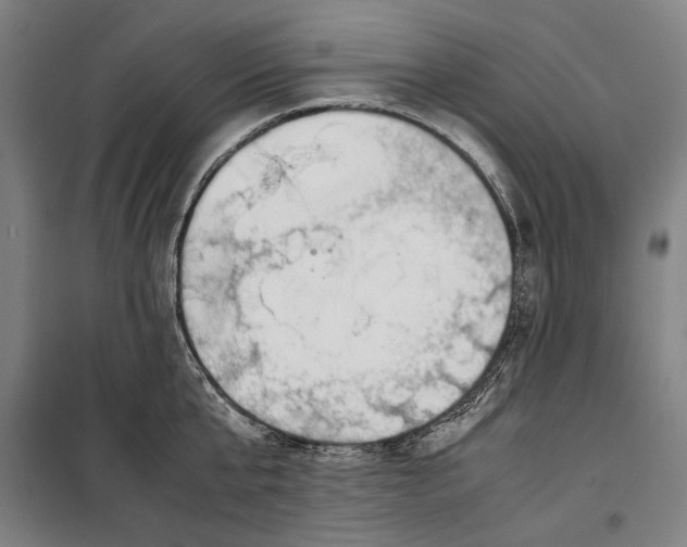 X0000099550807200806061515