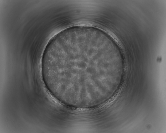 X0000099550840200806061515