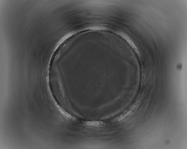 X0000099550853200806061515