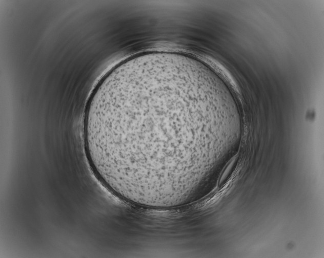 X0000099550855200806061515